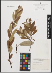 Foto von Salix sitchensis Sanson ex Bong.
